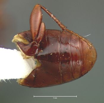 Media type: image;   Entomology 5630 Aspect: abdomen dorsal view